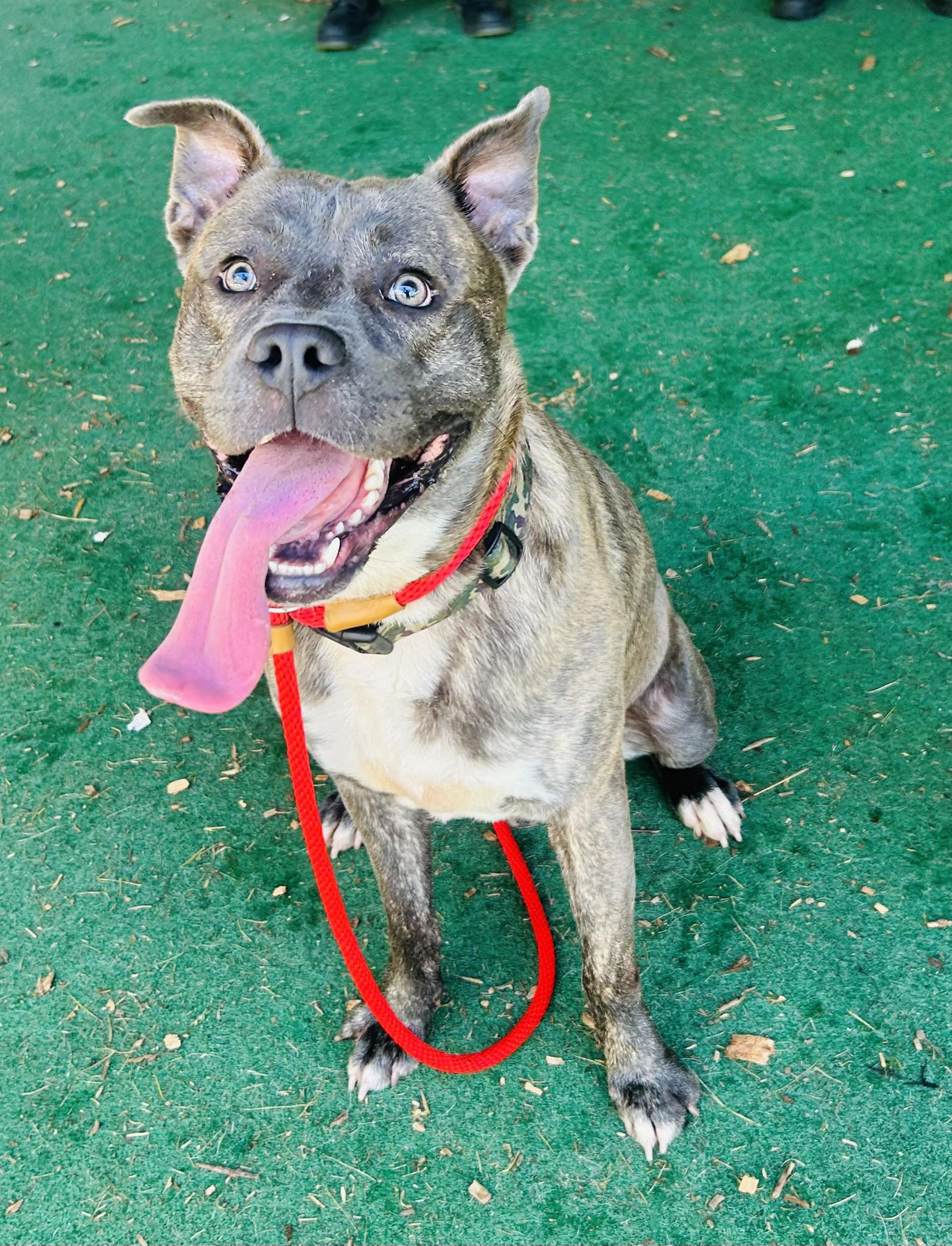 adoptable Dog in Clarkesville, GA named King