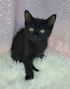 adoptable Cat in clarkesville, GA named Sitri