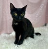 adoptable Cat in clarkesville, GA named Montana