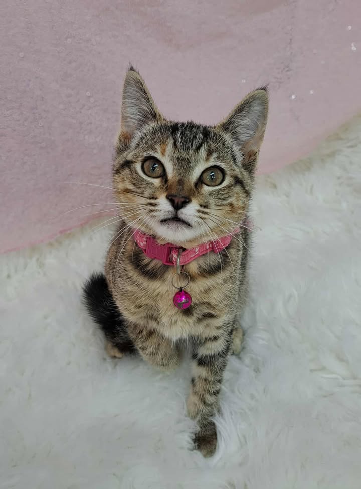 adoptable Cat in Clarkesville, GA named Elodie