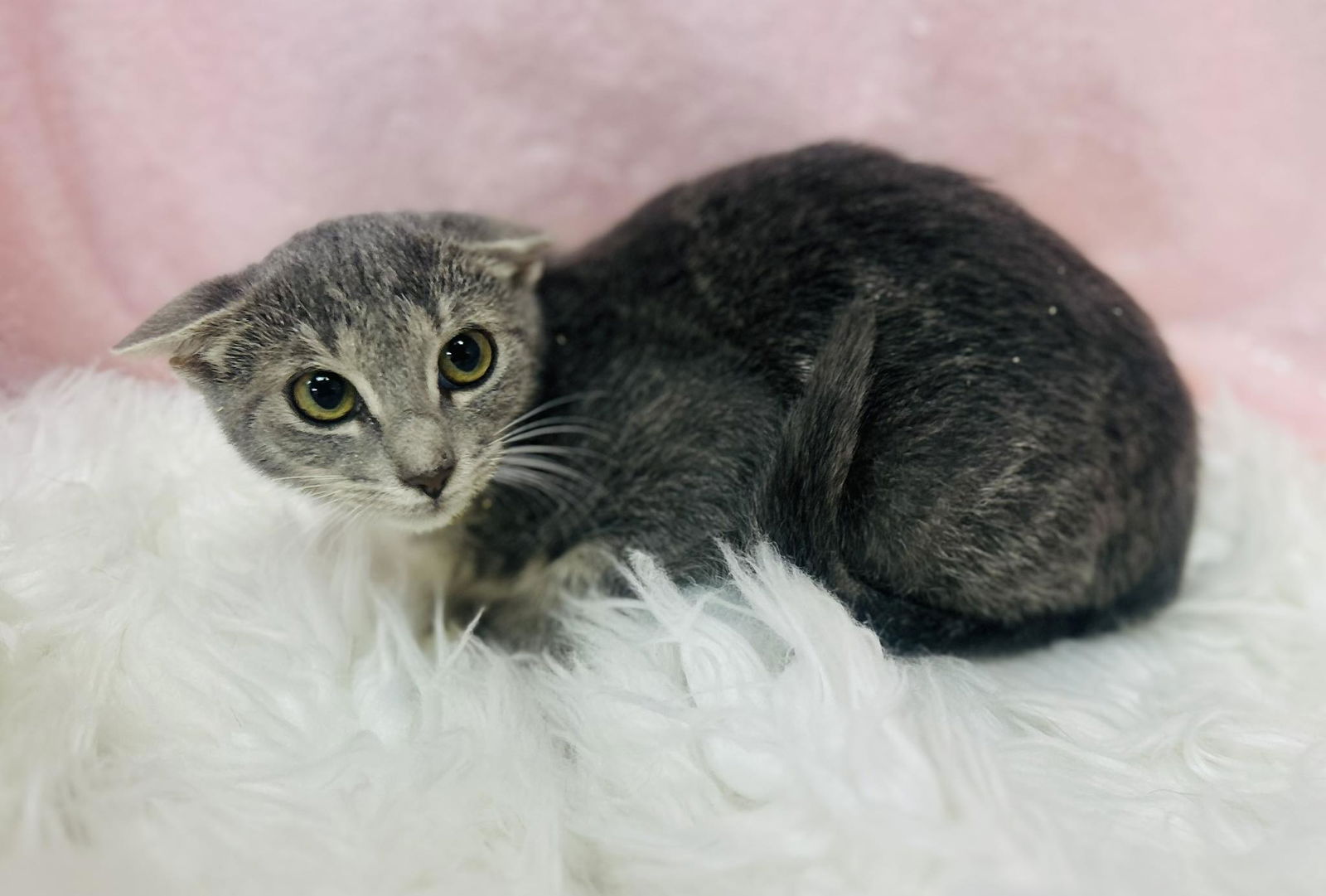 adoptable Cat in Clarkesville, GA named Gryfina