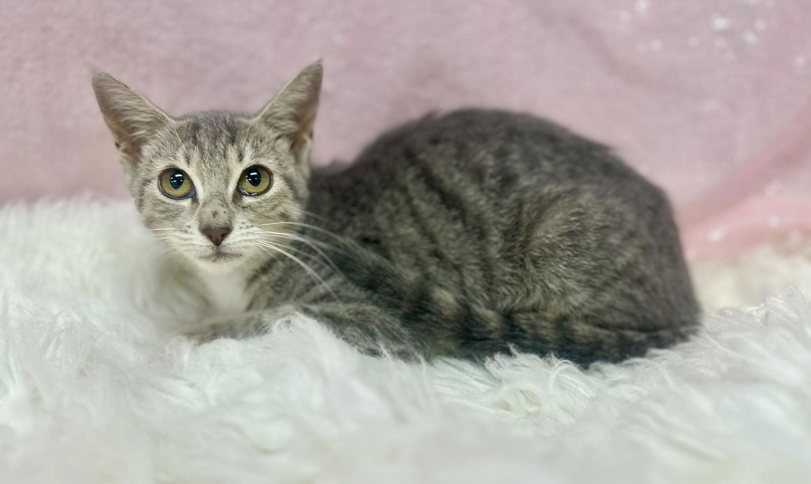 adoptable Cat in Clarkesville, GA named Sybilla