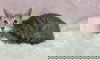 adoptable Cat in clarkesville, GA named Sybilla
