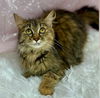 adoptable Cat in  named Miso