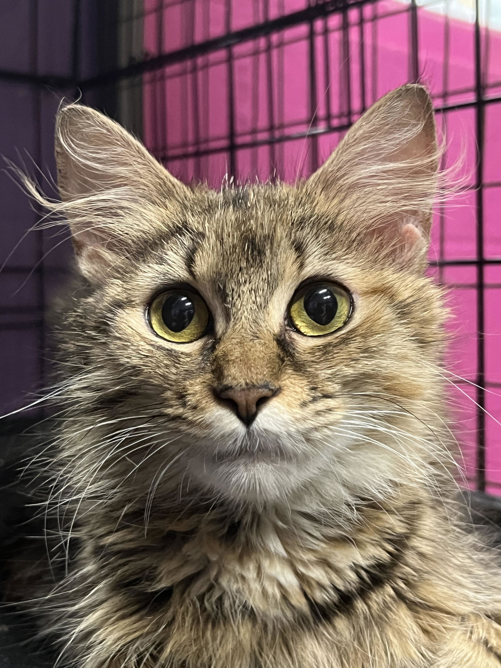 adoptable Cat in Clarkesville, GA named Miso