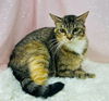 adoptable Cat in clarkesville, GA named Dunkin