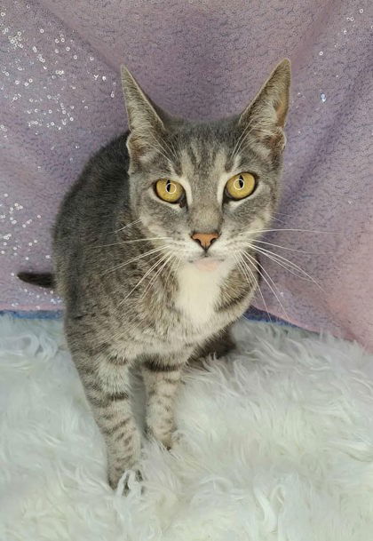 adoptable Cat in Clarkesville, GA named Rain