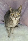 adoptable Cat in clarkesville, GA named Rain