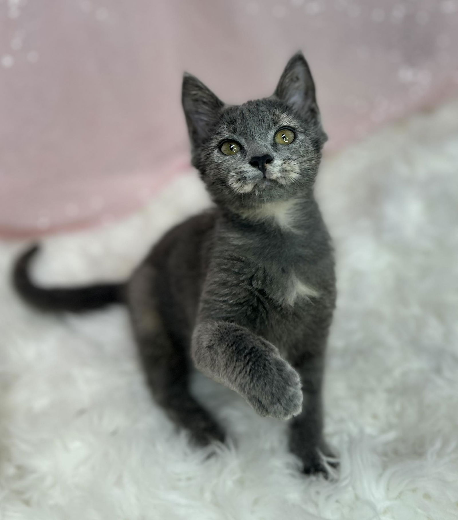 adoptable Cat in Clarkesville, GA named Dove