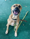 adoptable Dog in , GA named Finch