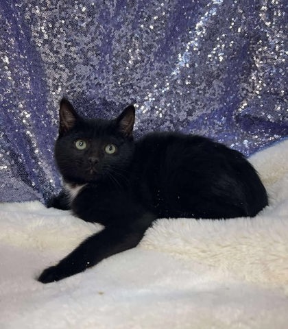 Kettle