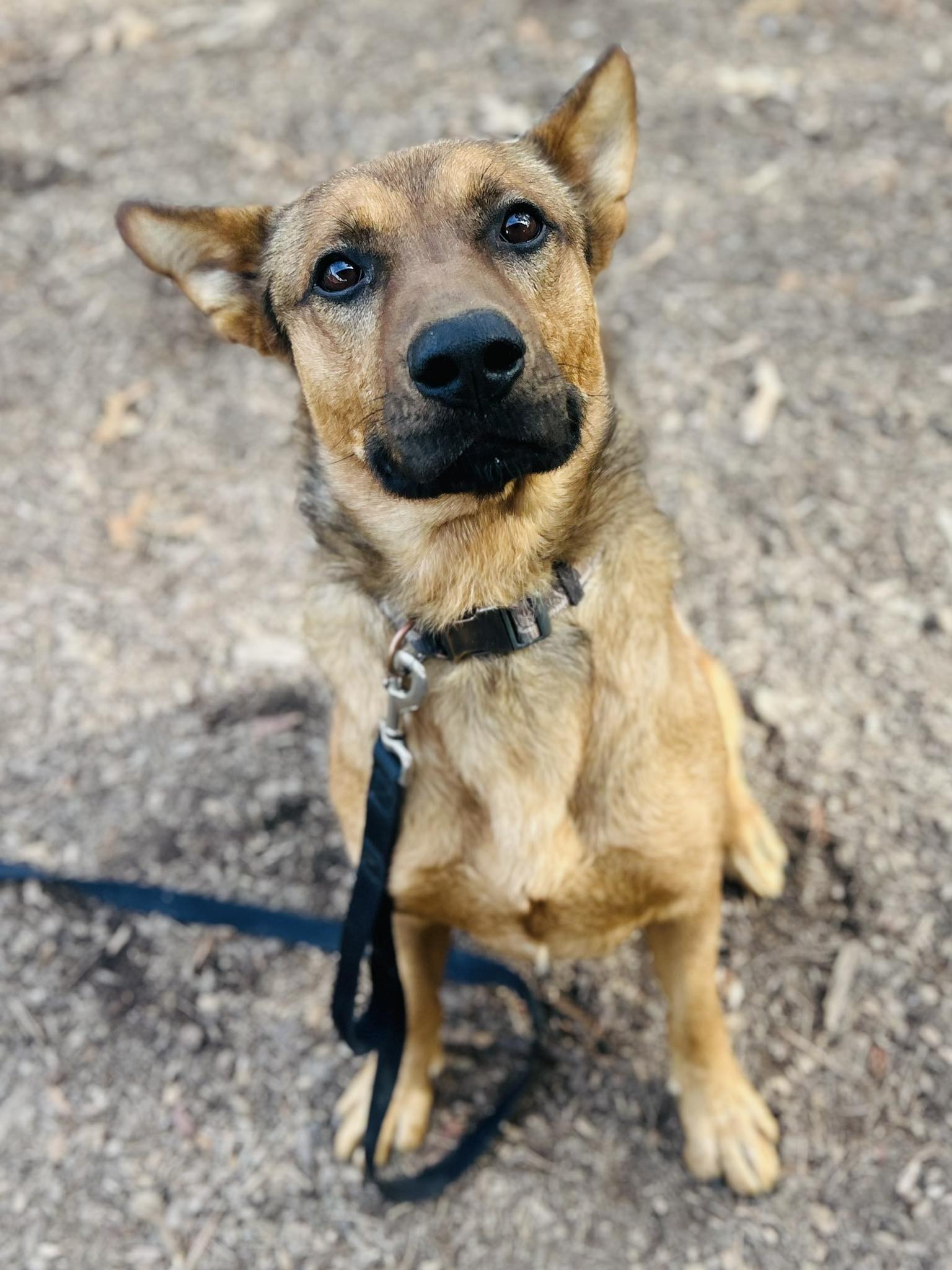 Rex