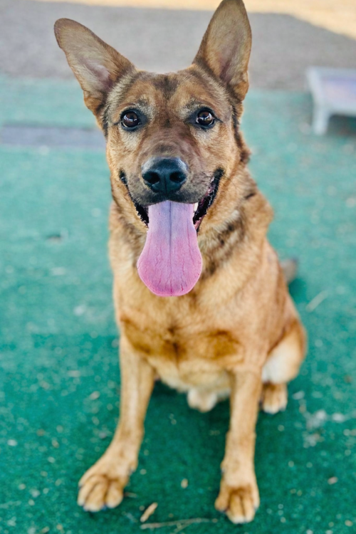 Rex (Bio ✅), an adoptable Shepherd in Clarkesville, GA