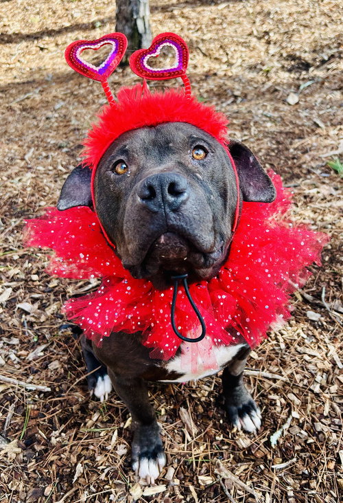 PRESTON - Pit Bull Terrier available for adoption