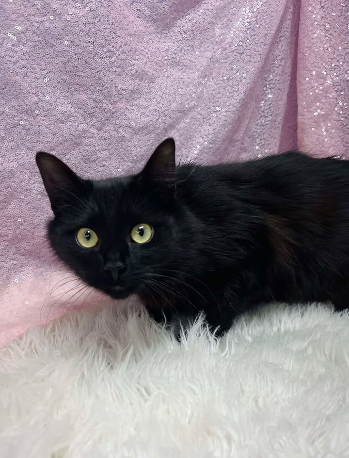 Juniper