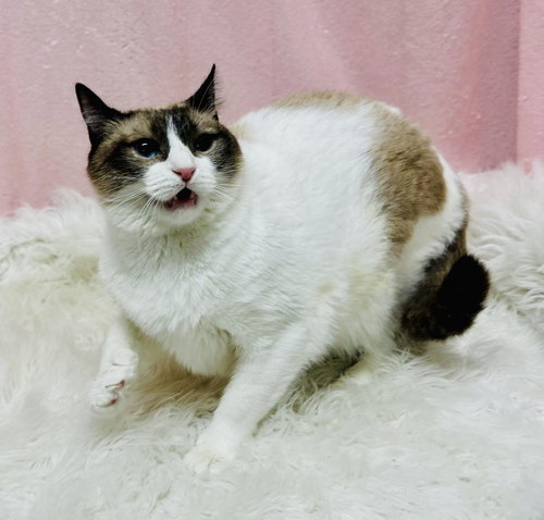Zeppolle (Bio ✅), an adoptable Domestic Short Hair in Clarkesville, GA