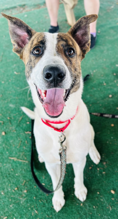 Ichabod (Bio ✅), an adoptable Terrier in Clarkesville, GA