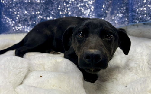 Manta Ray (Bio ✅) (Pre-Adoption), an adoptable Pit Bull Terrier in Clarkesville, GA