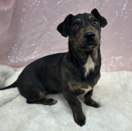 Orca (Bio ✅), an adoptable Pit Bull Terrier in Clarkesville, GA