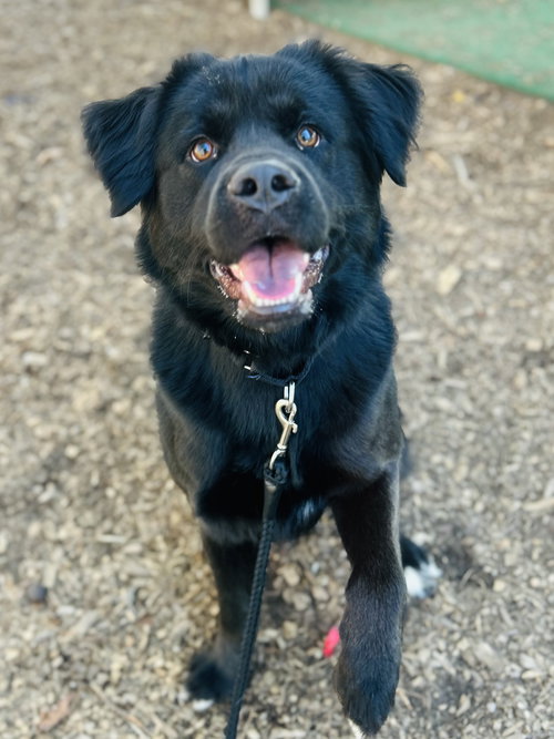 Digger, an adoptable Retriever in Clarkesville, GA