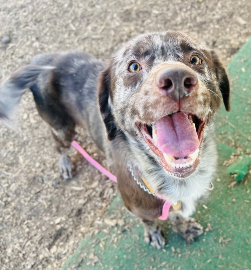 Goose (Bio ✅), an adoptable Catahoula Leopard Dog in Clarkesville, GA