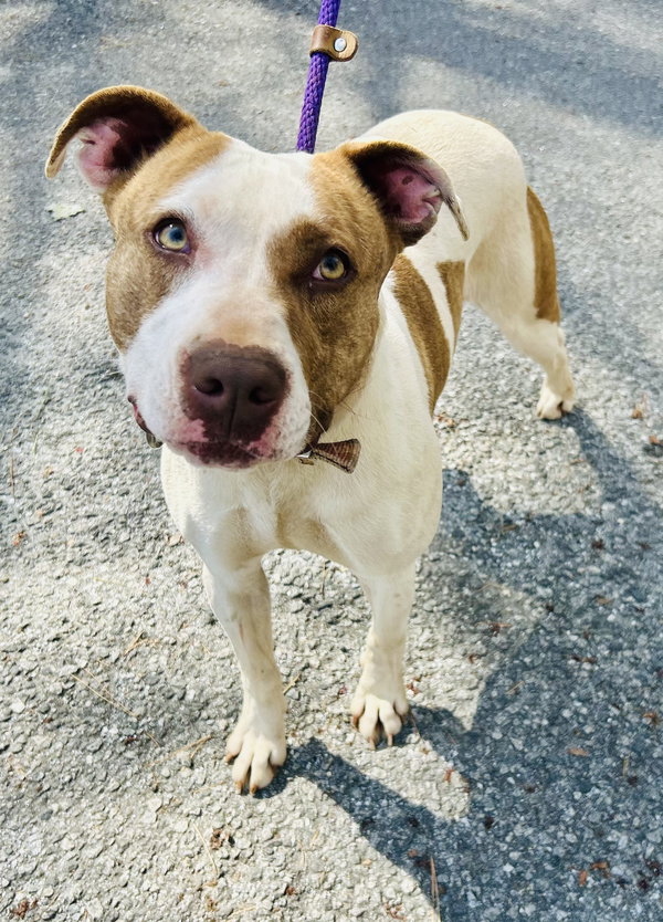 Remington (Remy) (Bio ✅)