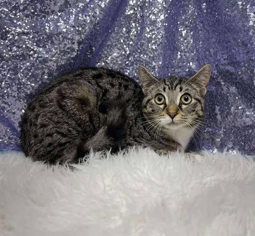 Harrison (Bio ✅), an adoptable Domestic Short Hair in Clarkesville, GA