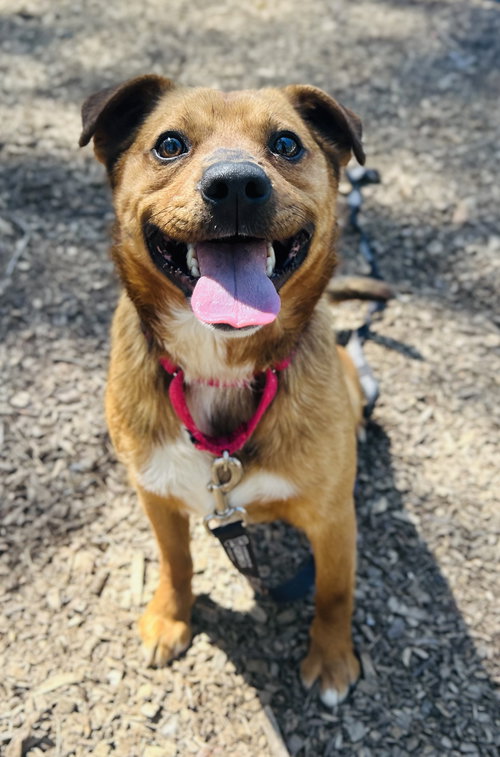 Devin (Bio ✅), an adoptable Retriever in Clarkesville, GA