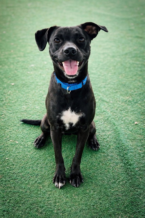 Bunny (Bio ✅), an adoptable Terrier in Clarkesville, GA