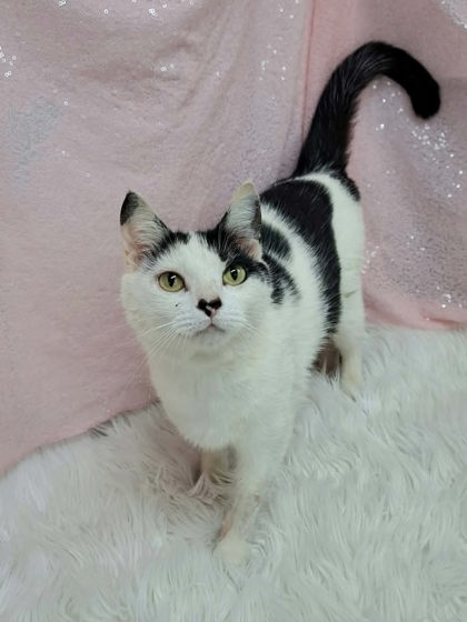 Rosalie (Bio ✅), an adoptable Domestic Short Hair in Clarkesville, GA
