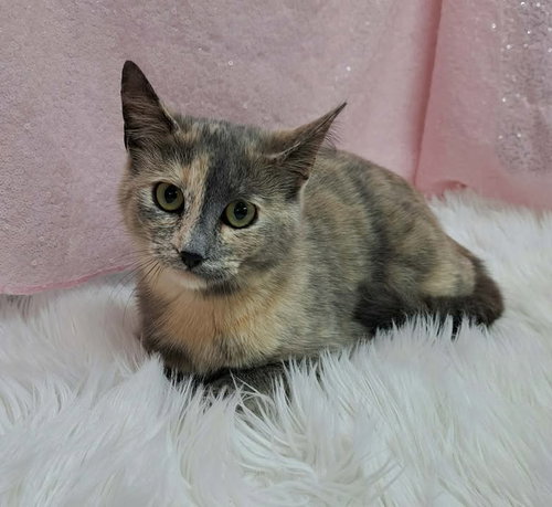 Narnia (Bio ✅), an adoptable Domestic Short Hair in Clarkesville, GA