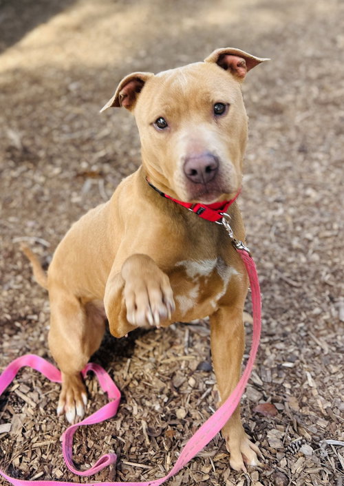 Barbie (Bio ✅), an adoptable Pit Bull Terrier in Clarkesville, GA