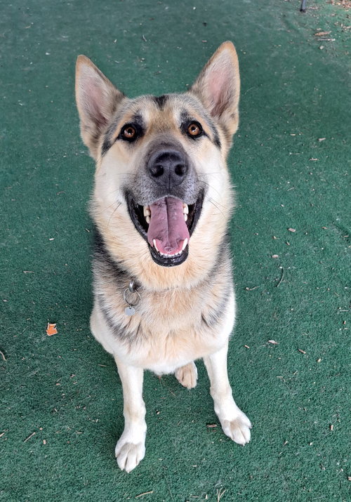 Fritz (Bio ✅), an adoptable Shepherd in Clarkesville, GA