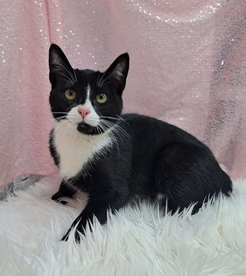 Bhoomi (Bio ✅), an adoptable Domestic Short Hair in Clarkesville, GA