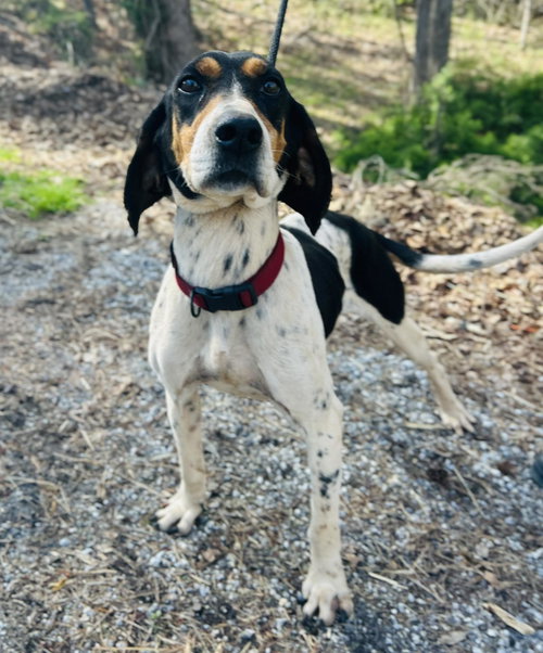 Polly, an adoptable Hound in Clarkesville, GA