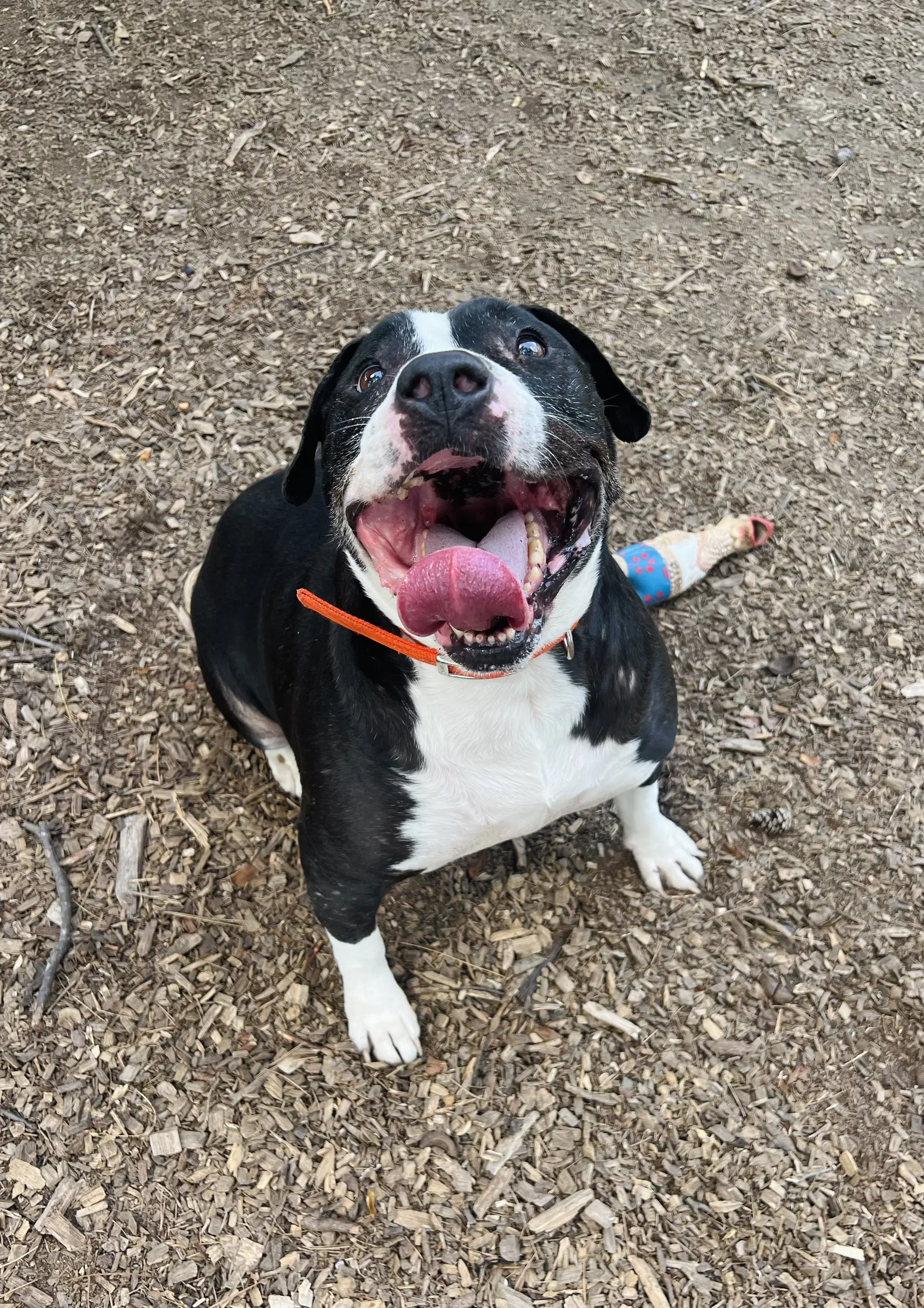 Major Bio - Pit Bull Terrier