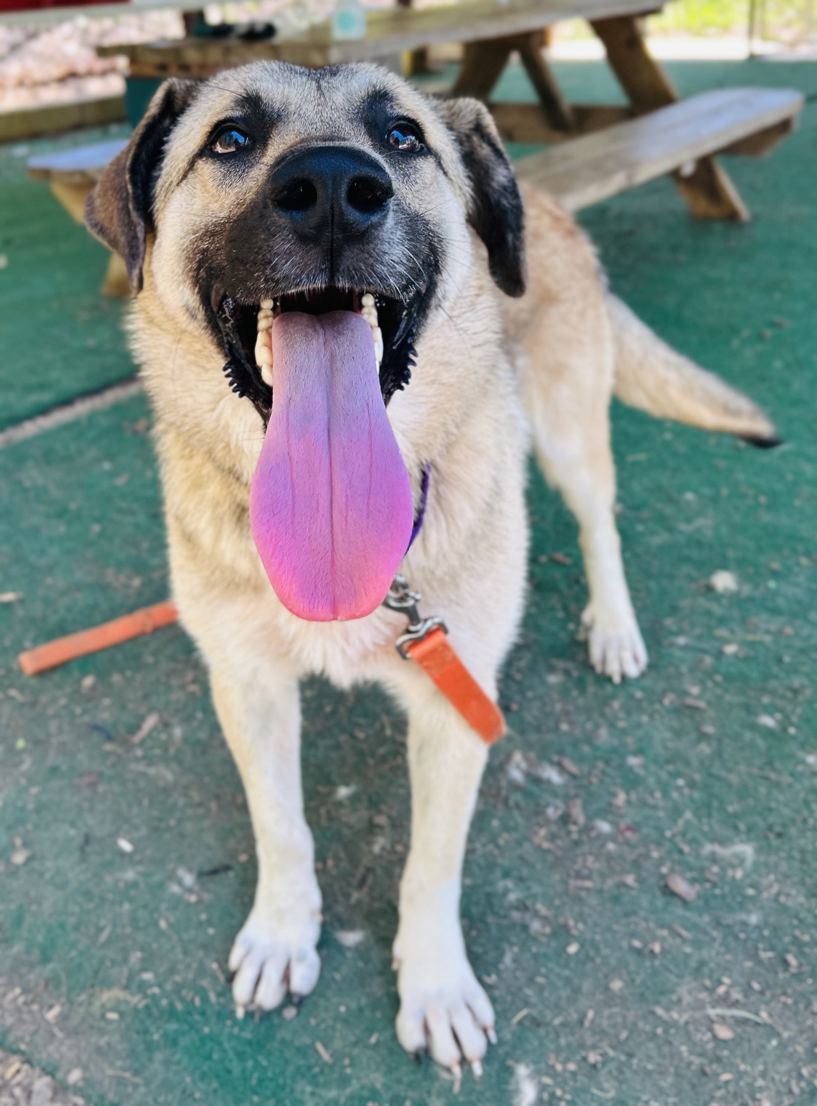 Sawyer