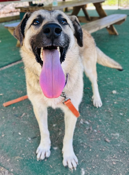 Sawyer