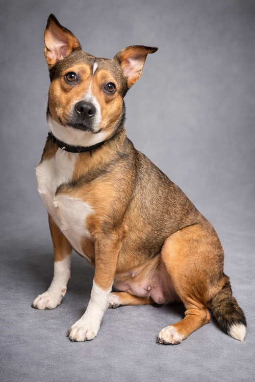 Primrose, an adoptable Terrier in Clarkesville, GA