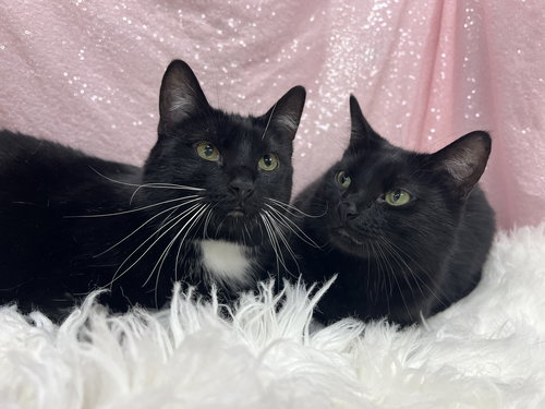 Mousey & Koo (BONDED PAIR), an adoptable Domestic Short Hair in Clarkesville, GA