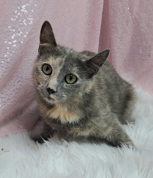Pria, an adoptable Domestic Short Hair in Clarkesville, GA