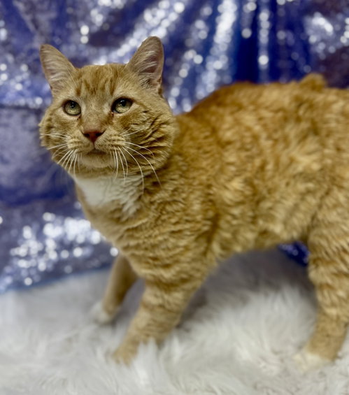 Cheesy Mac (Petsense), an adoptable Domestic Short Hair in Clarkesville, GA