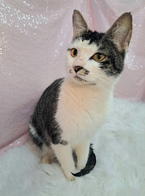 Geri, an adoptable Domestic Short Hair in Clarkesville, GA