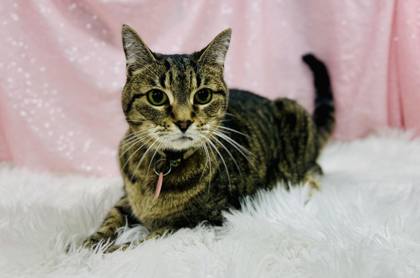 Monica, an adoptable Domestic Short Hair in Clarkesville, GA