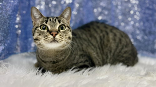 Tobi (Bio ✅), an adoptable Domestic Short Hair in Clarkesville, GA