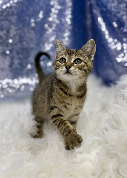 Jude, an adoptable Domestic Short Hair in Clarkesville, GA