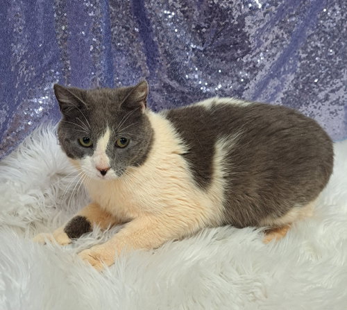 Quail (Petsense), an adoptable Domestic Short Hair in Clarkesville, GA