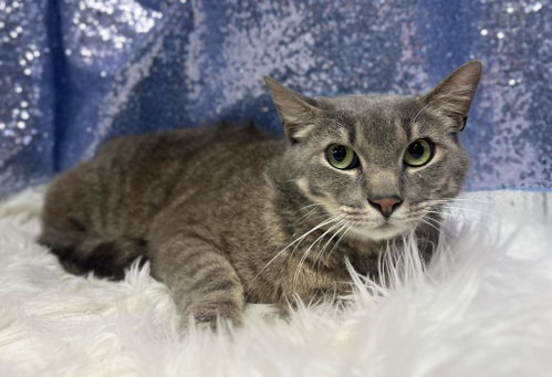 Honey Bun (Petsense), an adoptable Domestic Short Hair in Clarkesville, GA