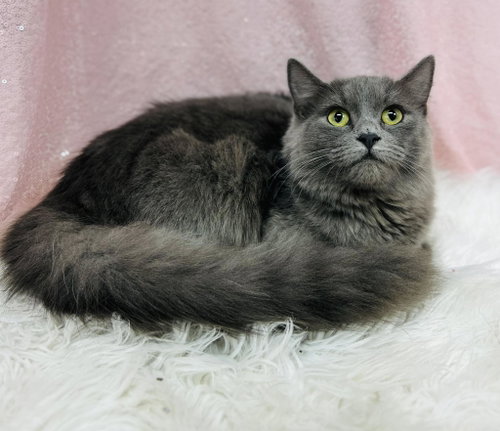 Fortune, an adoptable Domestic Medium Hair in Clarkesville, GA