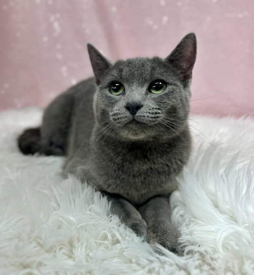 Destiny, an adoptable Domestic Short Hair in Clarkesville, GA